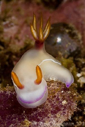 Hypselodoris bullocki.  Ningaloo Reef, Western Australia.... by Ross Gudgeon 